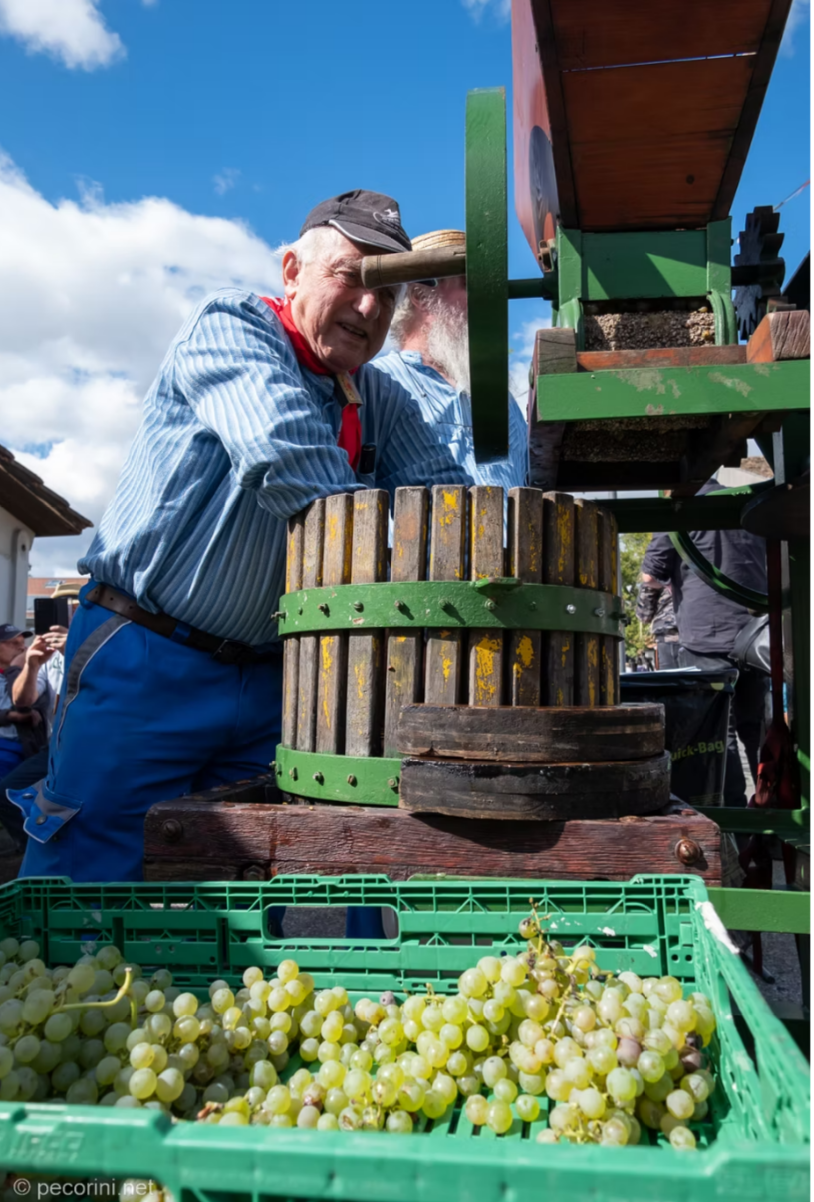 Fêtes des vendanges Russin Fêtes des vendanges Russin